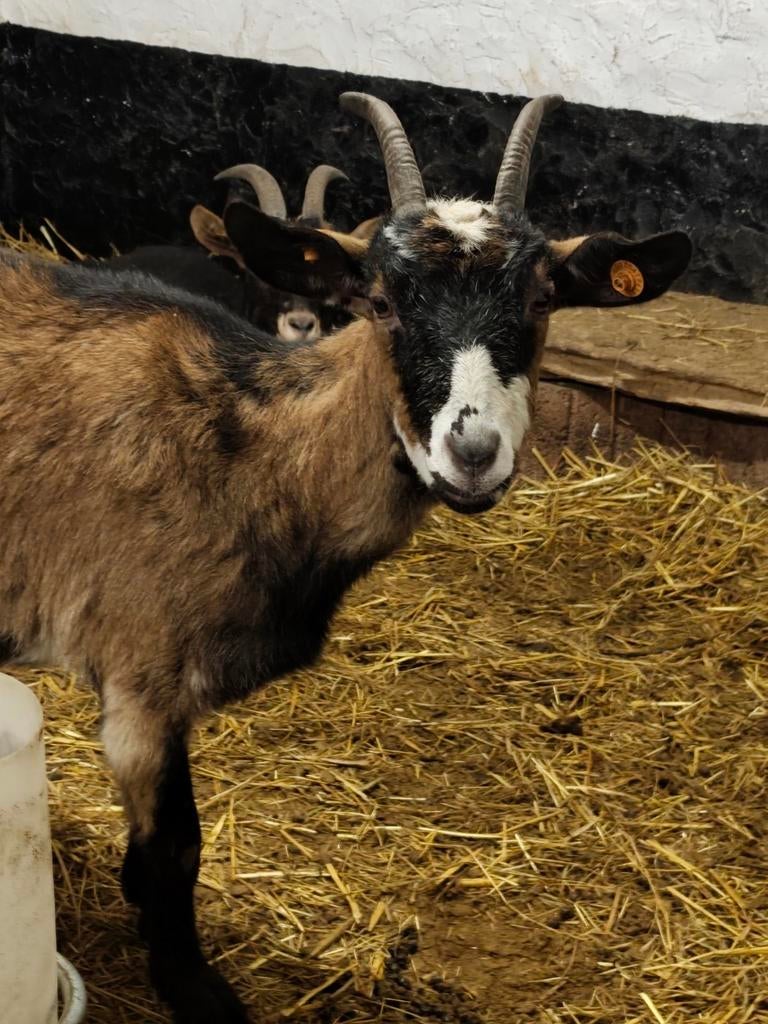 2 chèvres enceintes, Animaux & Accessoires, Moutons, Chèvres & Cochons, Femelle, Chèvre, 0 à 2 ans