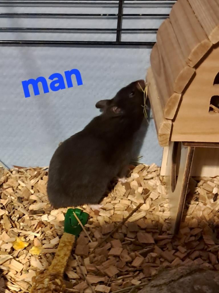 Langharig en kort harige Goudhamsters, Dieren en Toebehoren, Knaagdieren, Hamster, Januari, Meerdere dieren, Tam