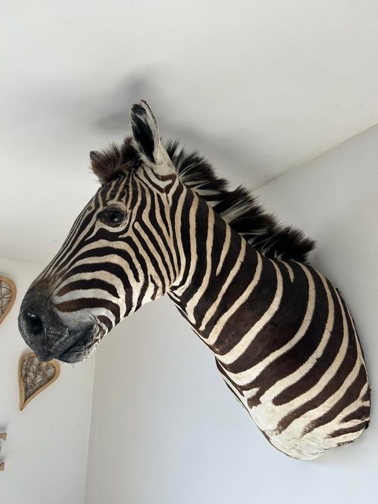 Prachtige grote originele kop zebra taxidermie, Ophalen, Gebruikt, Wild dier, Gewei of Kop