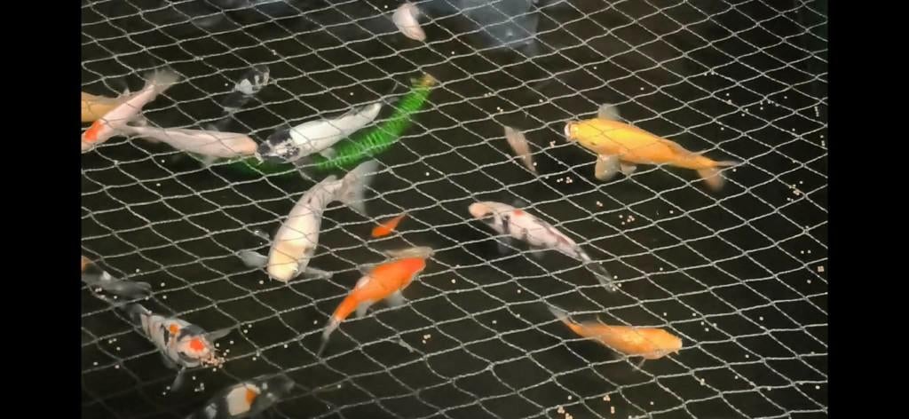 Tosai koi, Dieren en Toebehoren, Karper of Koi