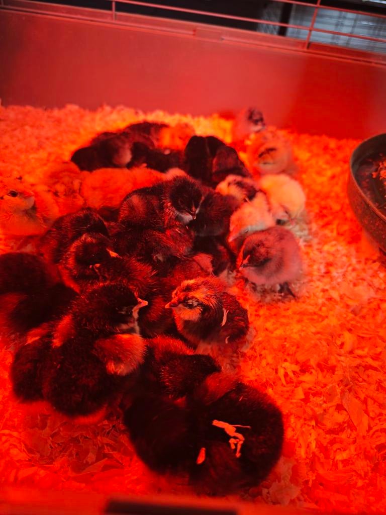 Verschillende Kuikens te koop, Dieren en Toebehoren, Pluimvee