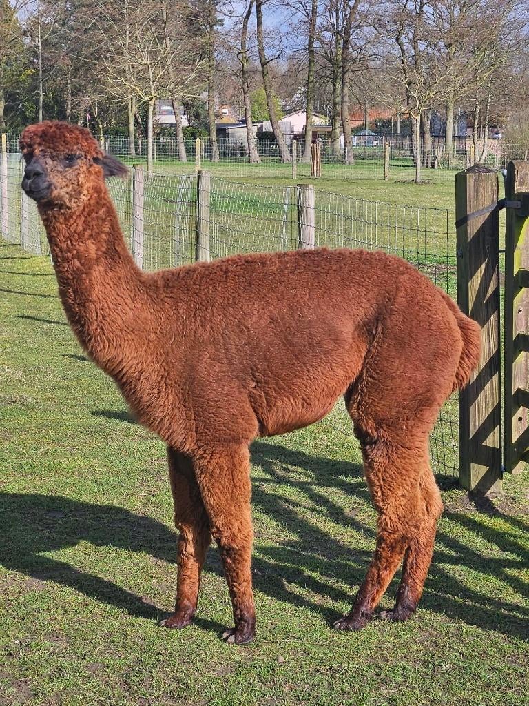 Tamme kindvriendelijke stamboom alpaca hengst (ruin), Dieren en Toebehoren