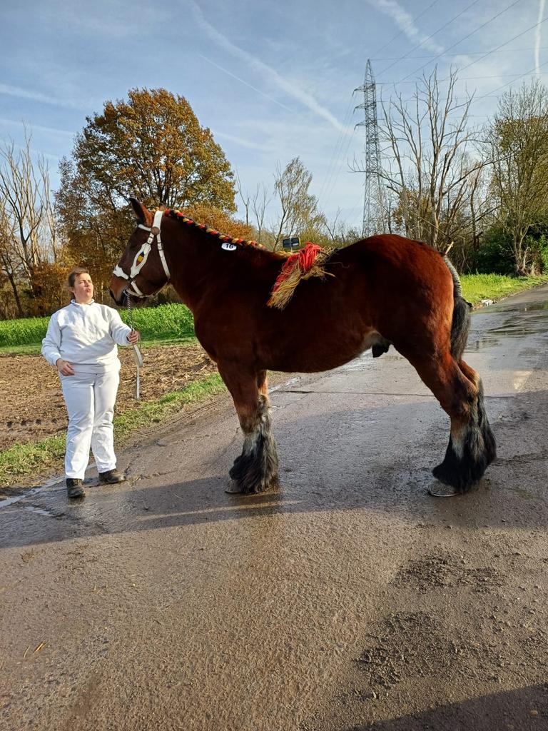 Trekpaard hengst, Dieren en Toebehoren, Paarden, Met stamboom, Hengst, L, 170 tot 175 cm