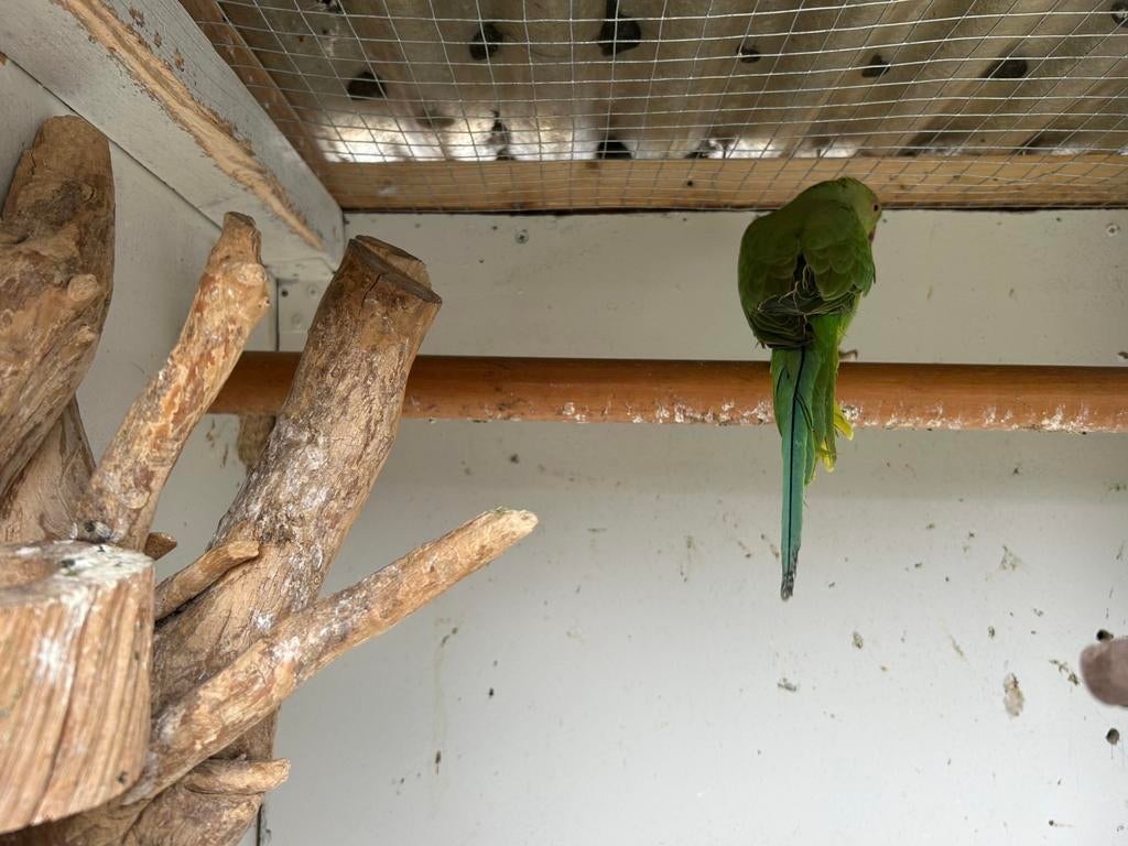 Halsbandparkieten, Perruche