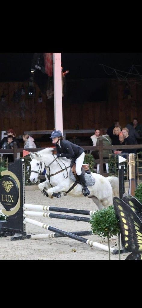 Toffe spring pony, Hongre, Poney E (1.48 m - 1.57m), Poney de saut, 11 ans ou plus