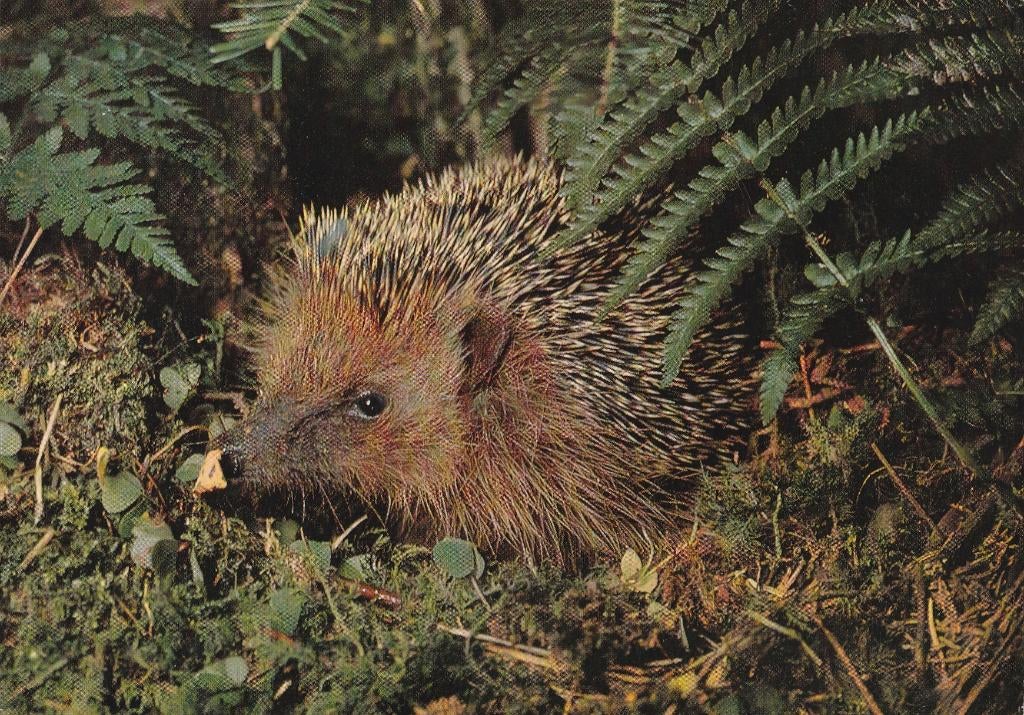 EGEL, Verzamelen, Postkaarten | Dieren, Verzenden, 1960 tot 1980, Gelopen, Wild dier