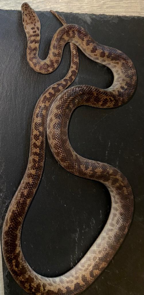 1.0 Antarasia maculosa, Dieren en Toebehoren, Reptielen en Amfibieën, Slang, 3 tot 6 jaar