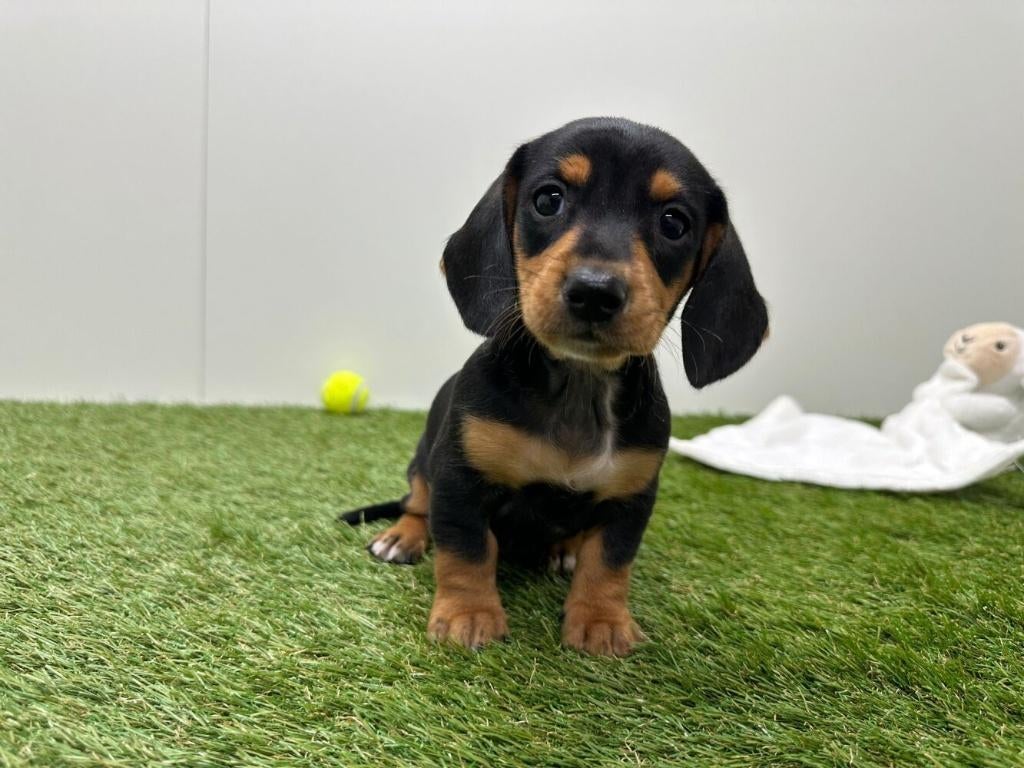 Nestje Gladharige Dwergteckel pups