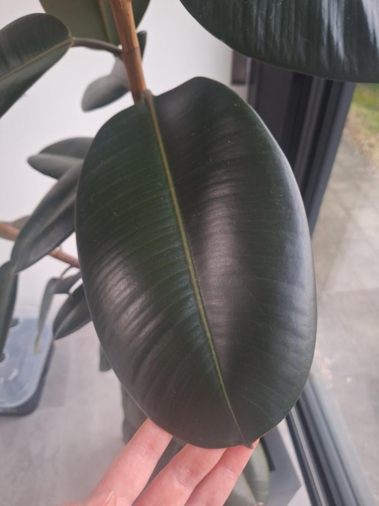 FICUS ELASTICA ROBUSTA, Huis en Inrichting, Kamerplanten, Ophalen, Ficus