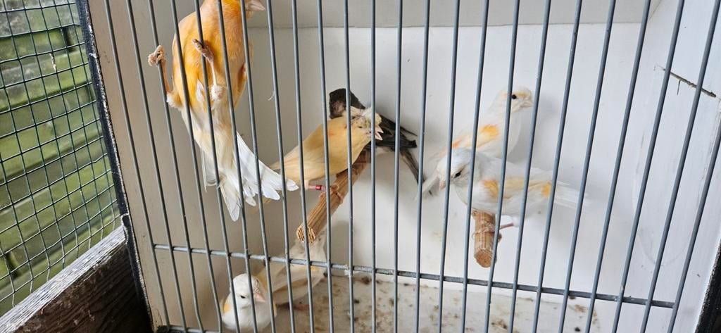 Kanaries poppen te koop, Dieren en Toebehoren, Vogels | Kanaries