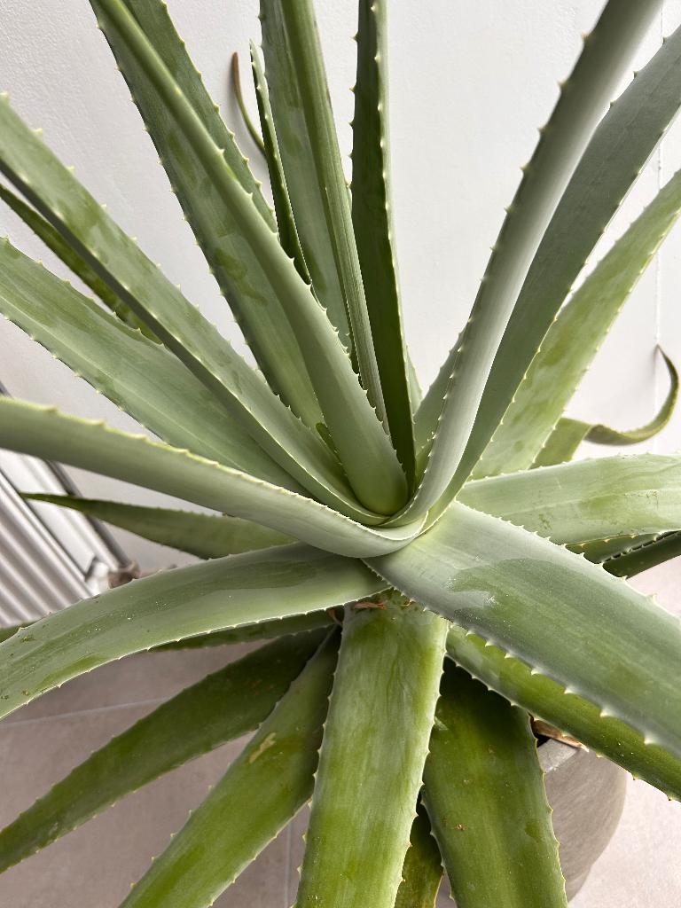 XL Aloe Vera met bloemen, Ophalen