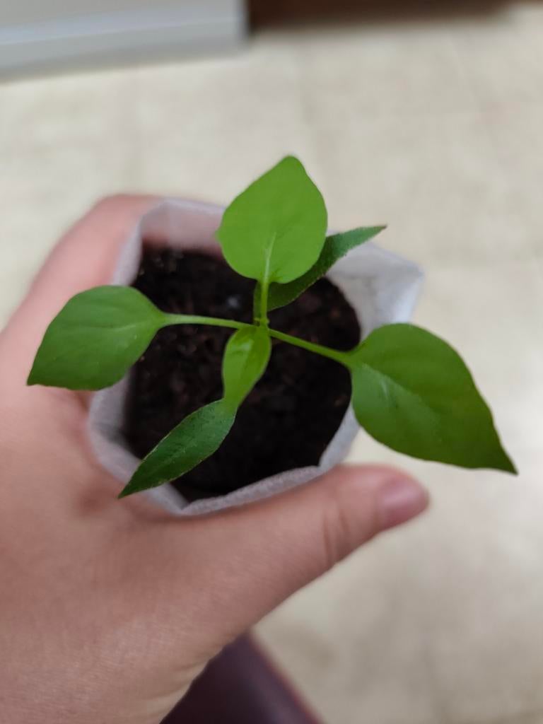 Jalapeno | Peper Planten, Enlèvement