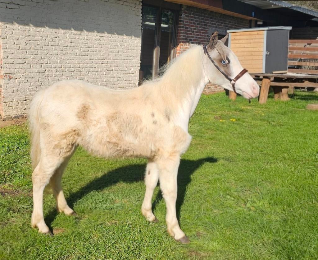 Cheval miniature BMP à partir de 2025, Étalon, Poney de récréation, Avec pedigree, 0 à 2 ans