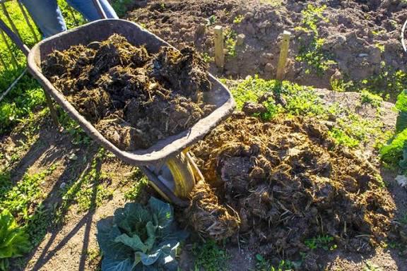 Fumier de cheval a donner, Enlèvement, Fumier