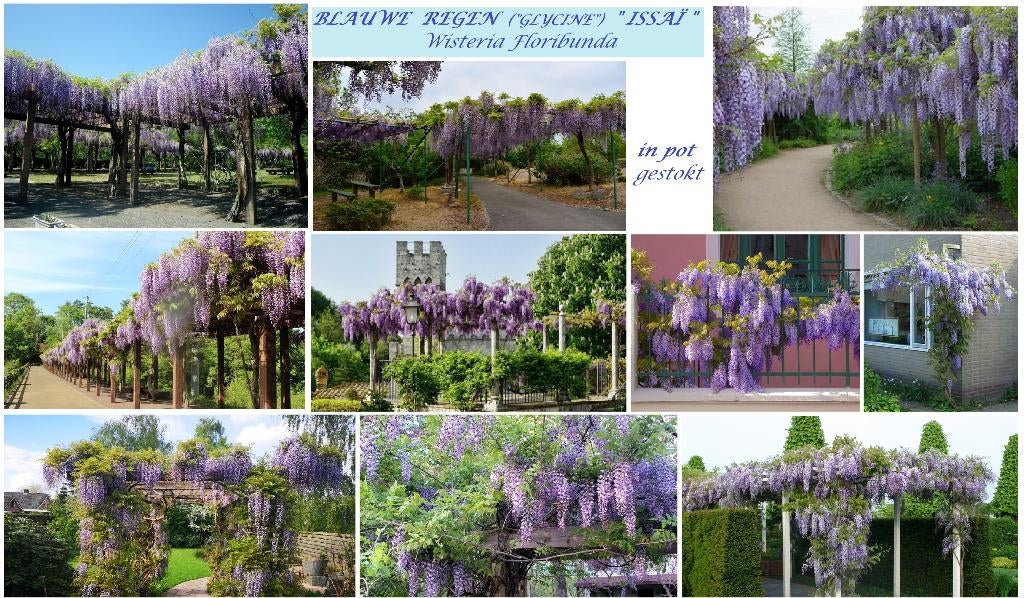 BLAUWE REGEN (GLYCINE) , IN DE LENTE REEDS BLOEMEN, 16€/Stuk, Tuin en Terras, Planten | Tuinplanten, Volle zon, Vaste plant, Ophalen of Verzenden