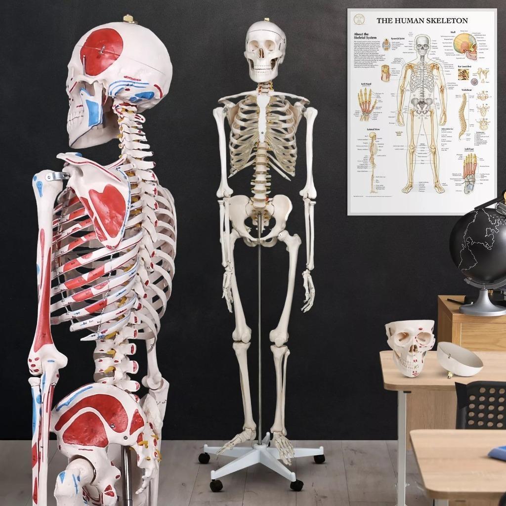 Skelet Anatomie model levensgroot met spier weergave poster, Ophalen, Nieuw
