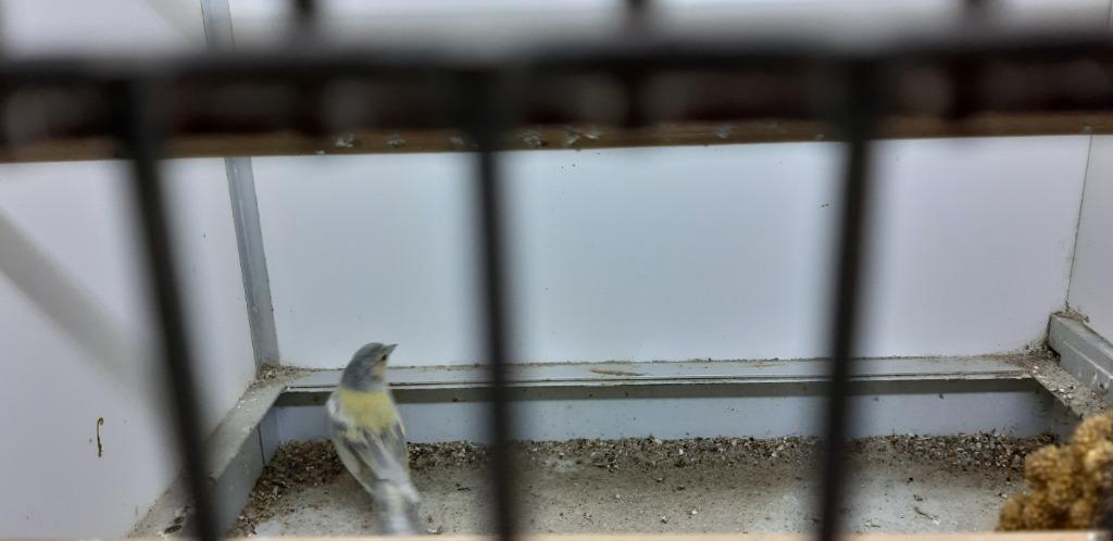 bot vinken, Dieren en Toebehoren, Meerdere dieren, Wildzangvogel, Geringd