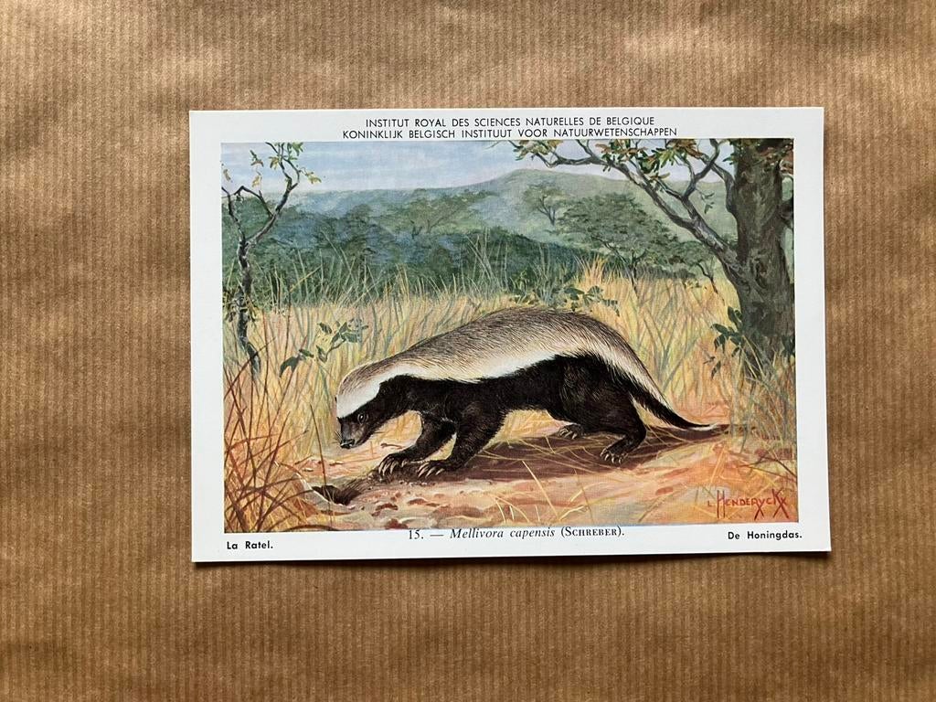 Zoogdieren van Belgisch Congo  Nr. 15 Honingdas, Ophalen of Verzenden