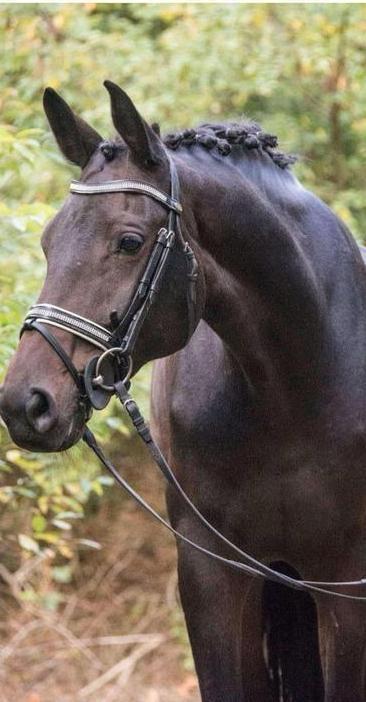 Dressuur merrie, Animaux & Accessoires, Chevaux, Jument