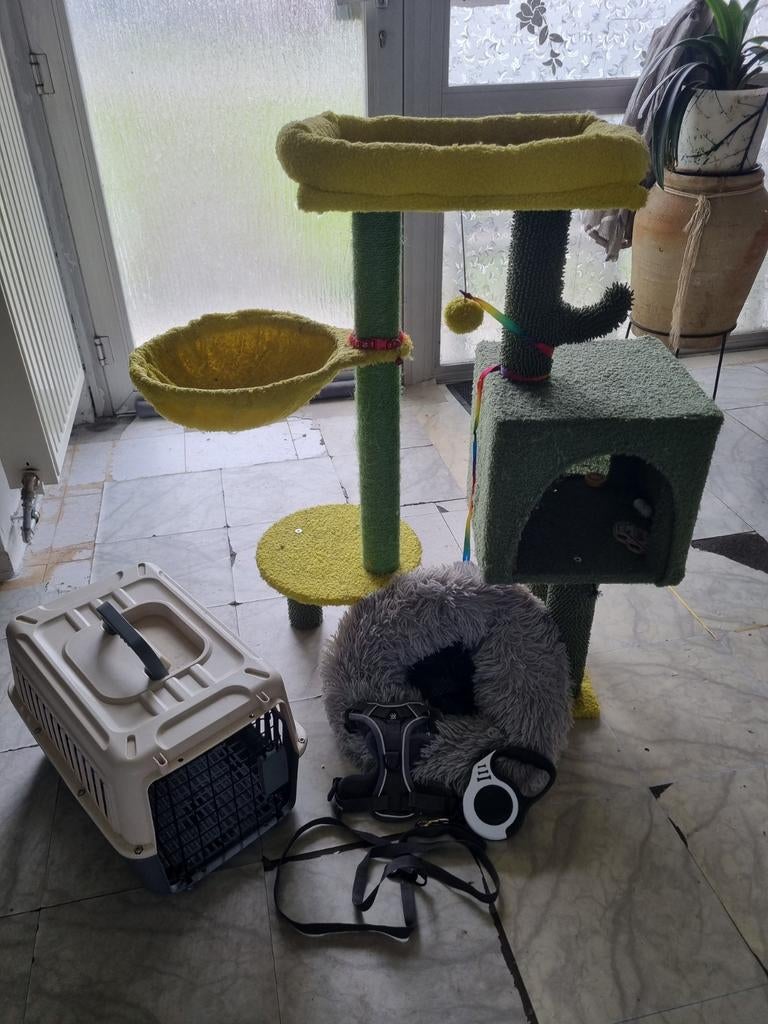 Accessoire pour chat, Enlèvement