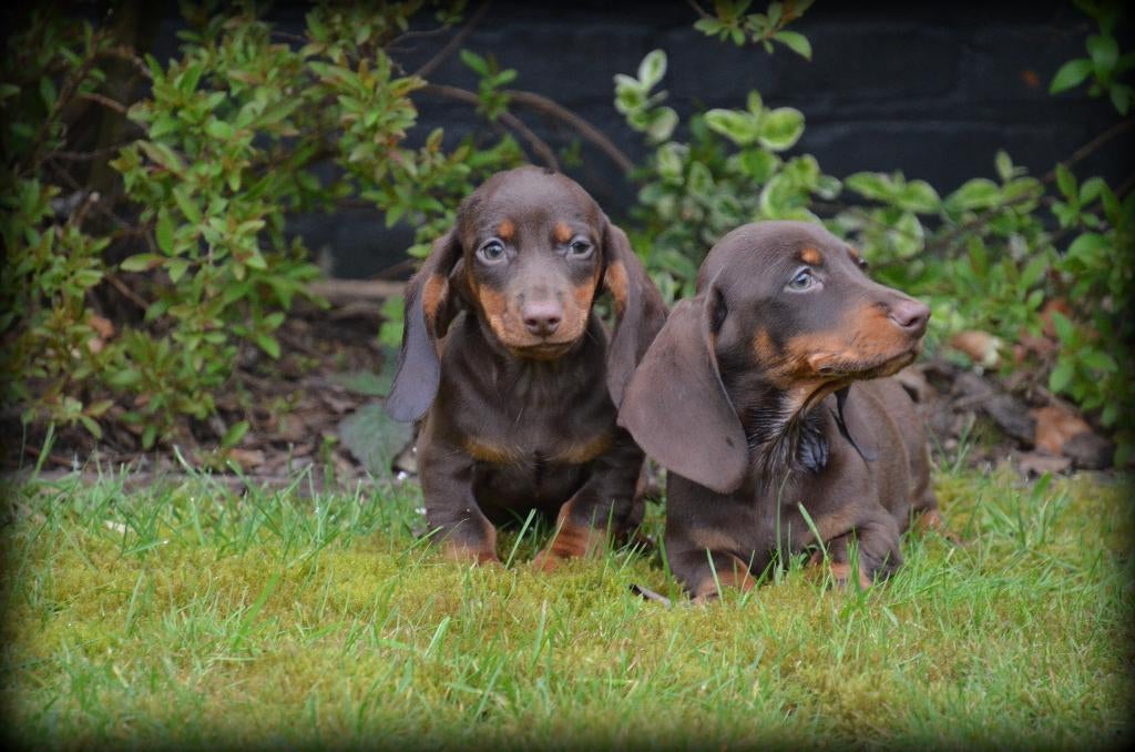 Chiots teckel bronzés au chocolat, Animaux & Accessoires, Chiens | Teckels & Bassets, Poils courts, Chien (mâle), Belgique, Plusieurs