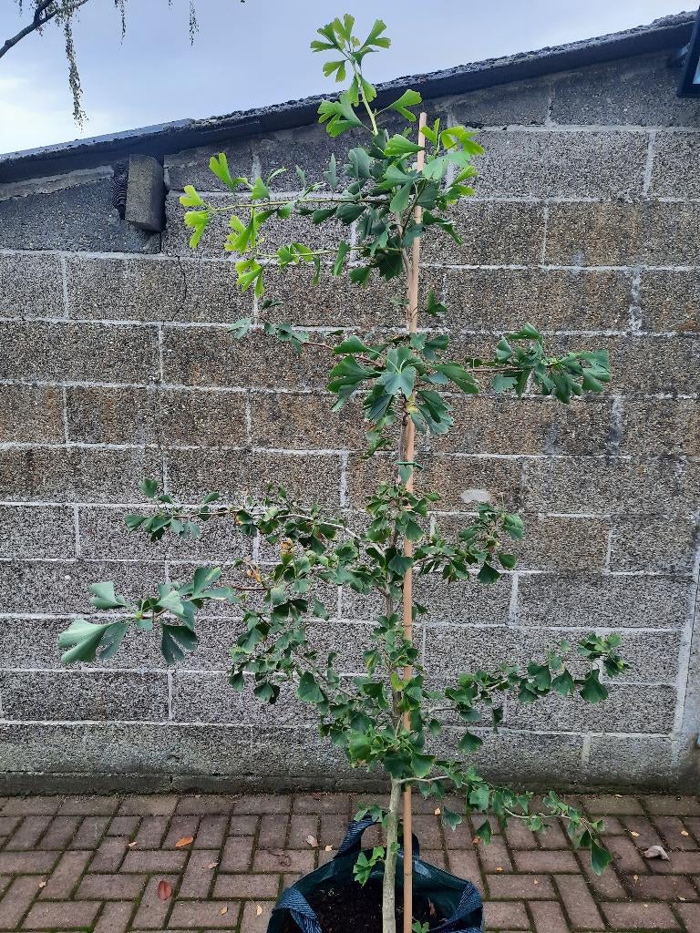 2 meter Ginkgo biloba /japanse notenboom bezorging in België, Tuin en Terras, Bloeit niet, Overige soorten, 100 tot 250 cm, Ophalen