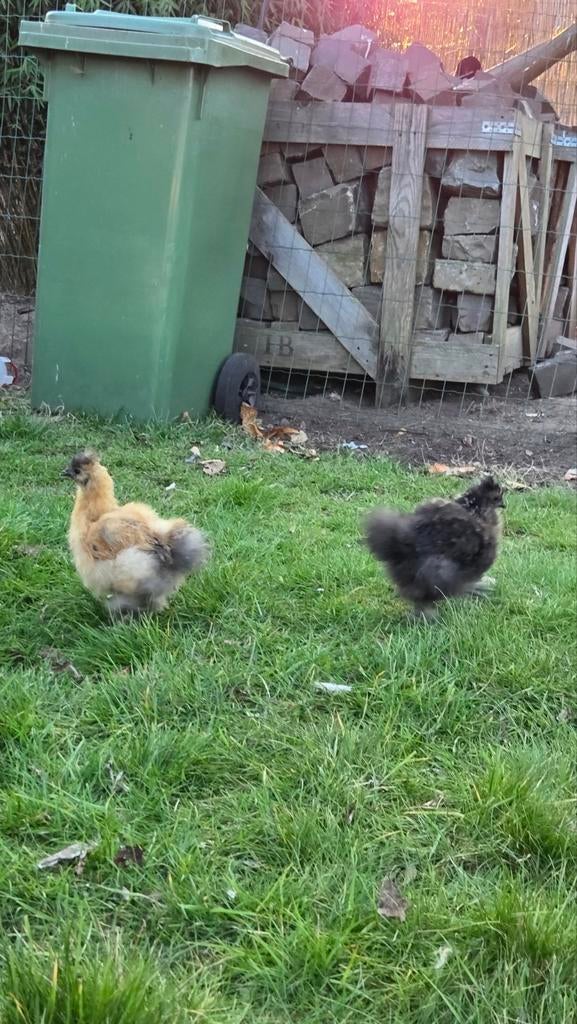 Haantjes zijdehoen, Dieren en Toebehoren, Pluimvee