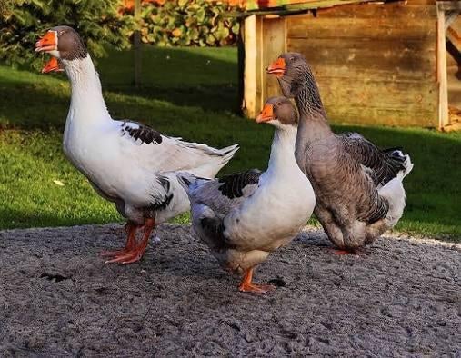 Gratis opvang Ganzen en Eenden, Dieren en Toebehoren, Pluimvee