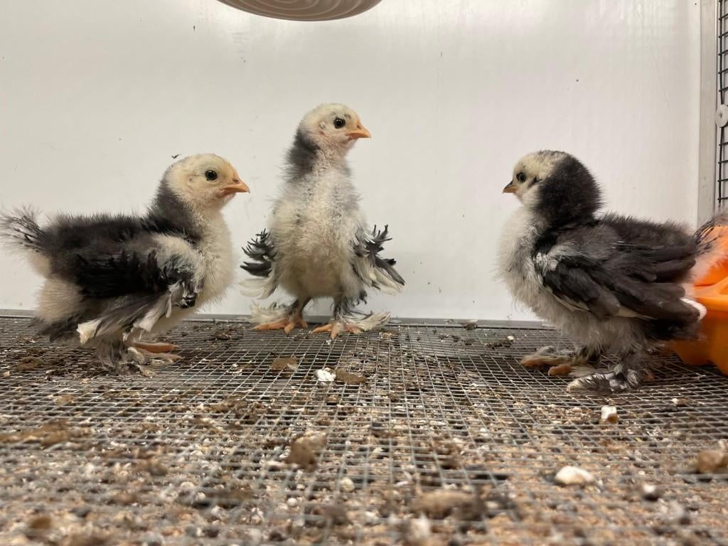 Kuikens en broedeieren Cochin kippen uit TT-lijn, Dieren en Toebehoren, Geslacht onbekend, Kip