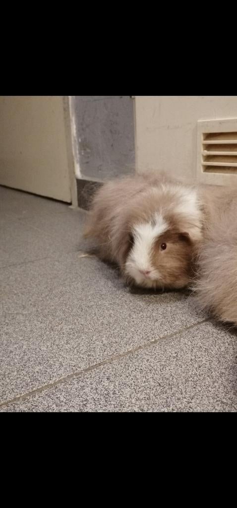 Cavia zeugje, Dieren en Toebehoren, Knaagdieren, Juni, Vrouwelijk, Cavia