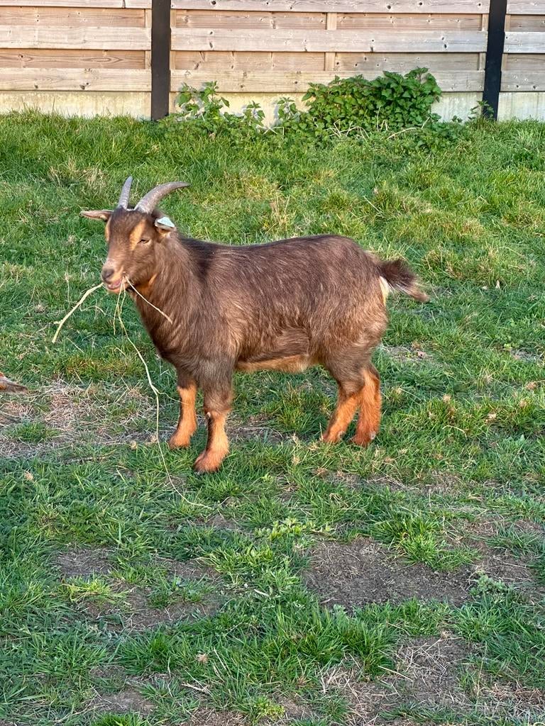 Dwerggeit mieke bruin met tan, Dieren en Toebehoren, Schapen, Geiten en Varkens, Vrouwelijk, Geit, 3 tot 5 jaar