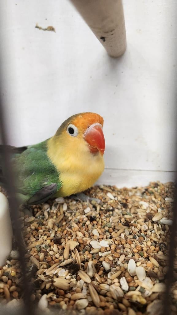 Dwergpapegaai fischeri, Dieren en Toebehoren, Vogels | Parkieten en Papegaaien