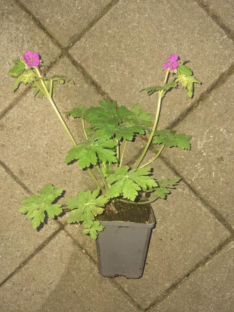 Geranium maccrorhisum roze, Jardin & Terrasse, Plantes | Jardin, Enlèvement