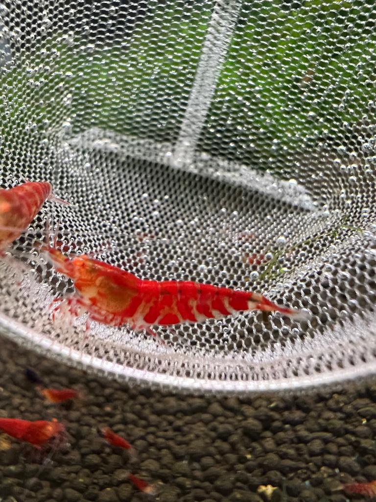 Crevettes Lilly Tiger Caridina -rouge vif !, Animaux & Accessoires, Homard, Crabe ou Crevette, Poisson d'eau douce, Banc de poissons