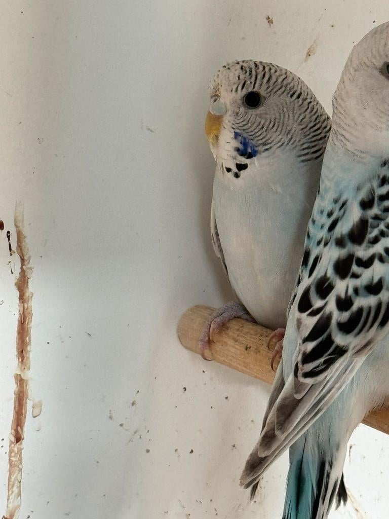 Texas claer bodys grasparkieten