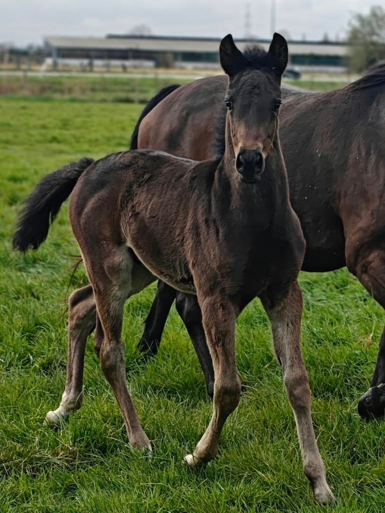 New Forest hengstenveulen / BRP
