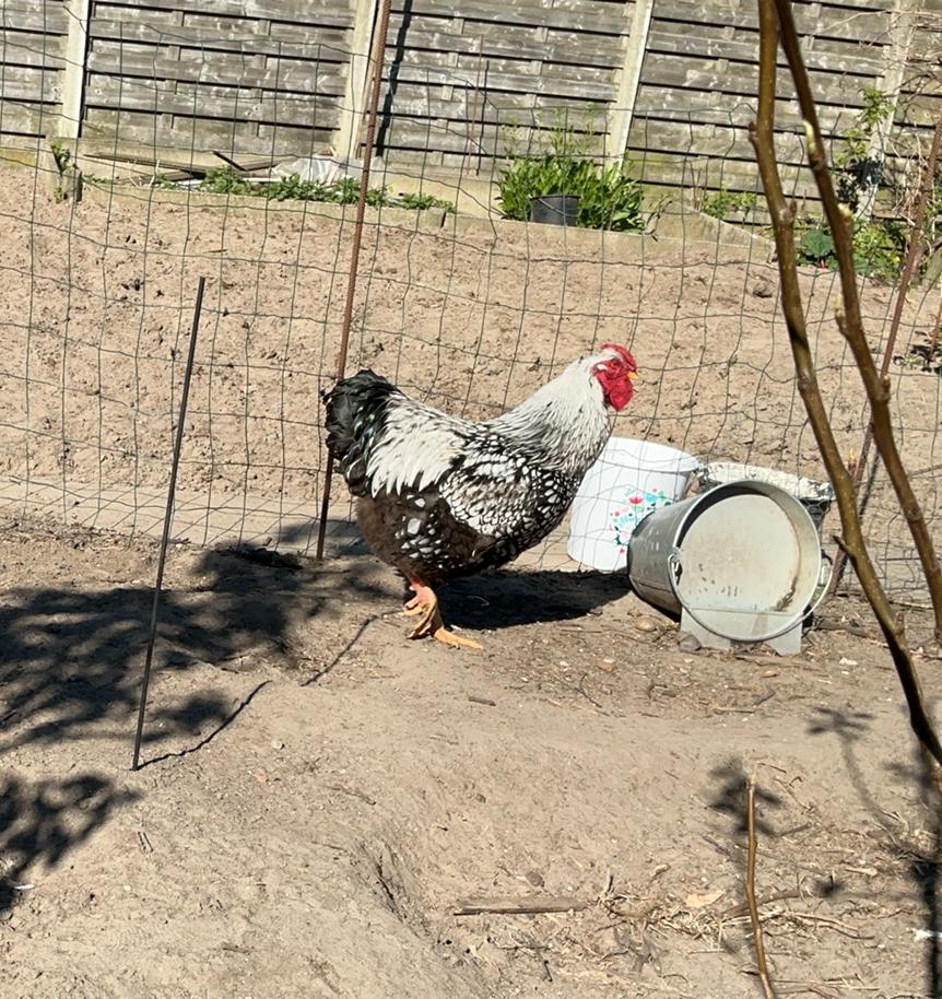 Wyandotte, Dieren en Toebehoren, Pluimvee, Mannelijk