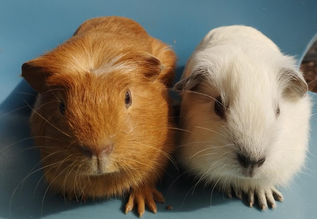 2 jonge cavia's (1 California), Maart, Mannelijk, Cavia
