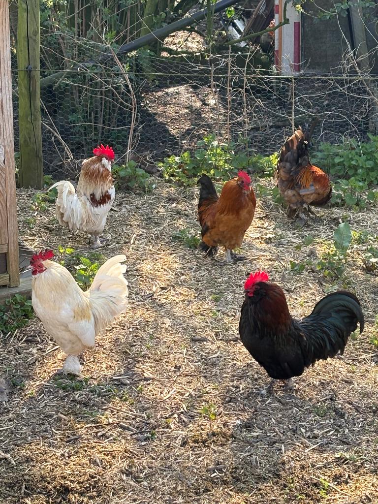 Sierhaantjes te koop, Dieren en Toebehoren, Mannelijk, Kip