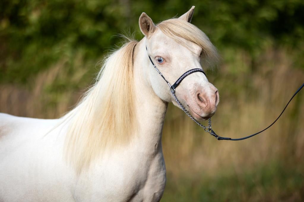 AMHA/NMPRS Minipaardjes, Dieren en Toebehoren, Pony's, Merrie, M, Met stamboom, Gechipt, Ontwormd