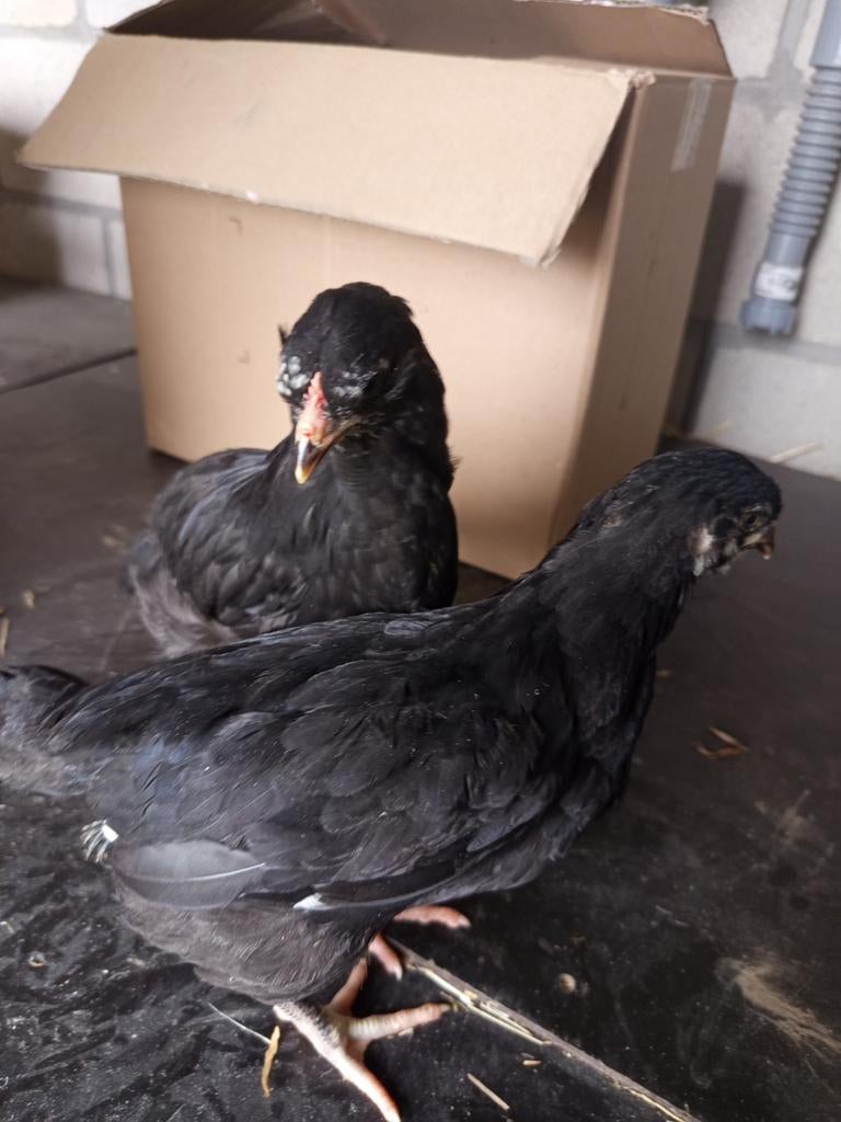 Haantje, Dieren en Toebehoren, Pluimvee