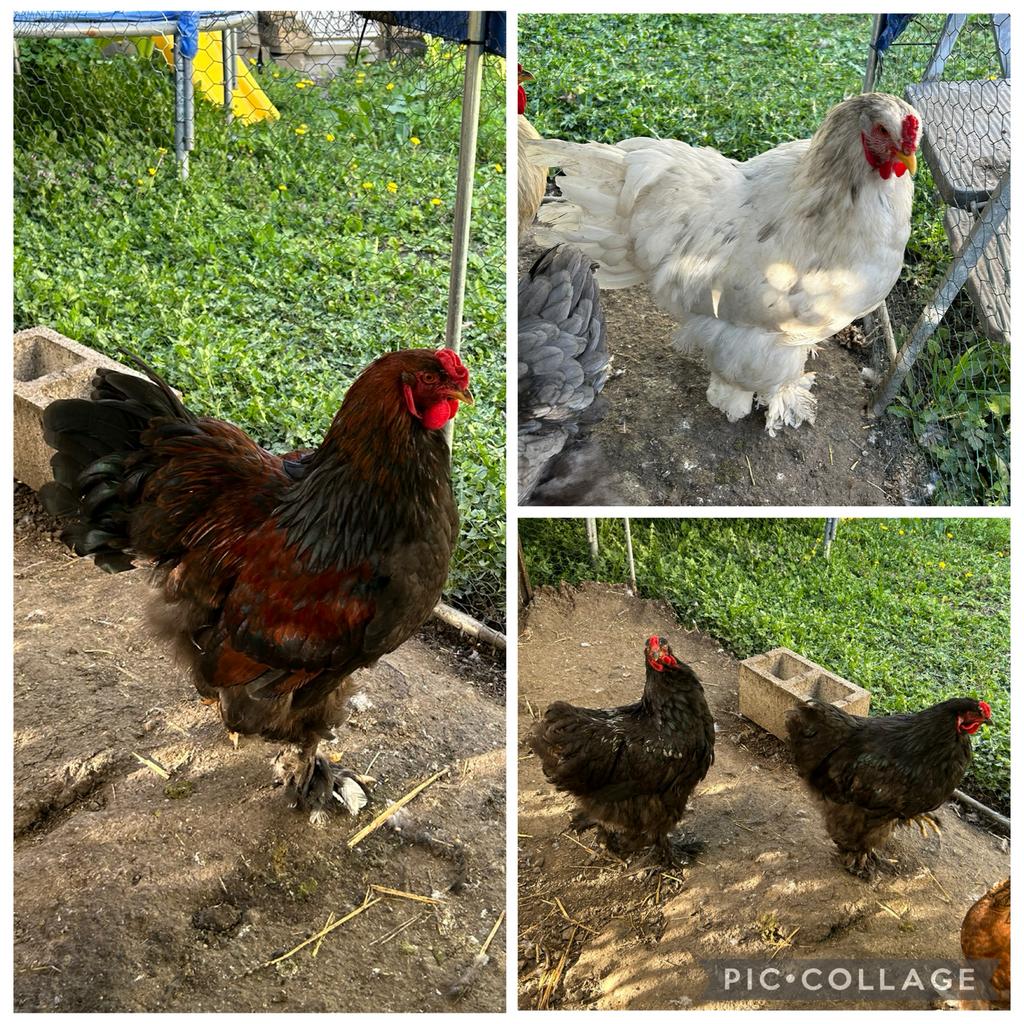 Rooster is op zoek naar een nieuwe familie, Dieren en Toebehoren, Vogels | Hokken en Kooien, Ophalen of Verzenden