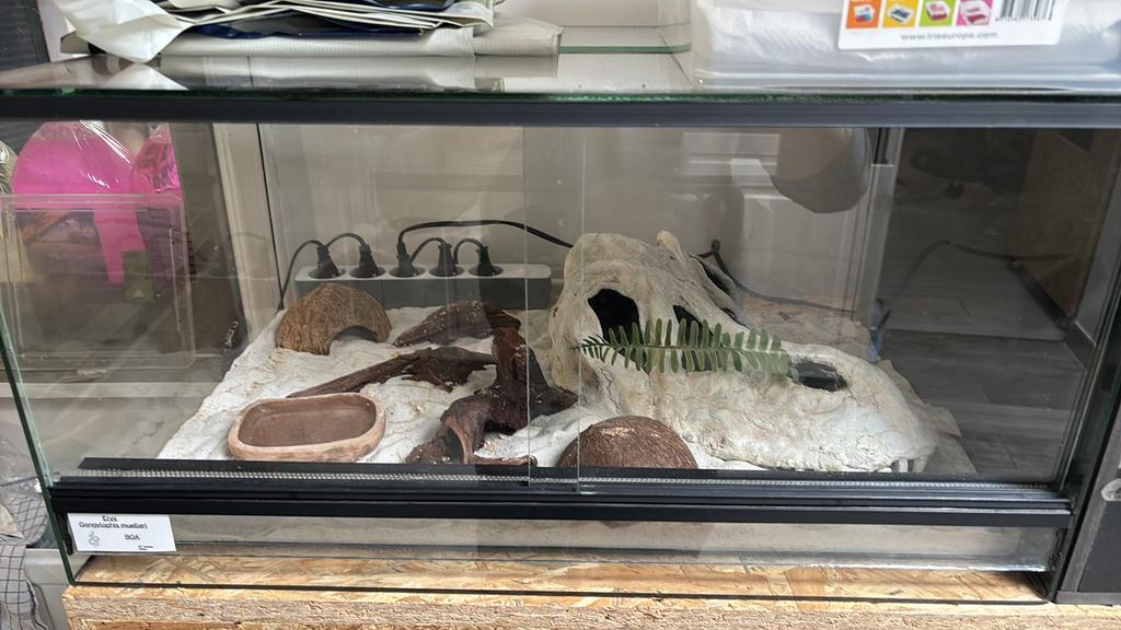 Terrarium et occupant, Animaux & Accessoires, Enlèvement, Utilisé, Terrarium ou Paludarium