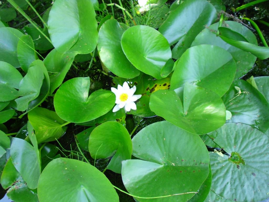 Plants de nénuphars. Fleurs blanches et cœurs jaunes., Ophalen