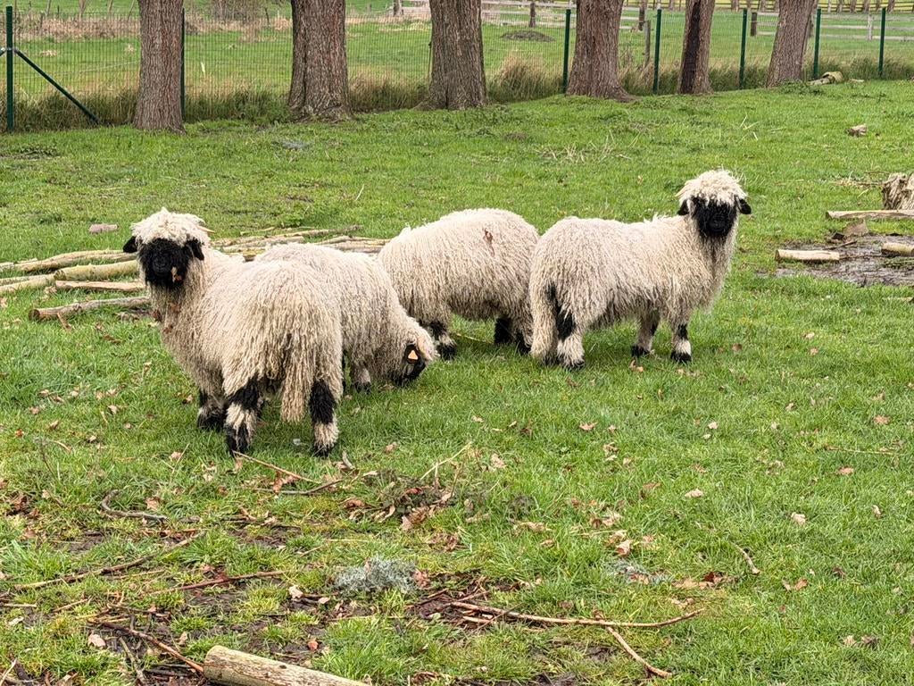 Walliser zwartneusschaap, Dieren en Toebehoren, Schapen, Geiten en Varkens, Meerdere dieren, Schaap, 0 tot 2 jaar