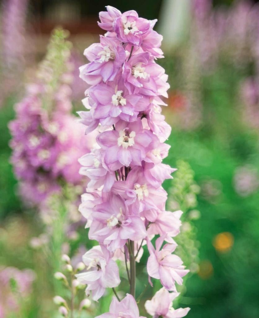 Delphinium Cherry Blossom, Ophalen