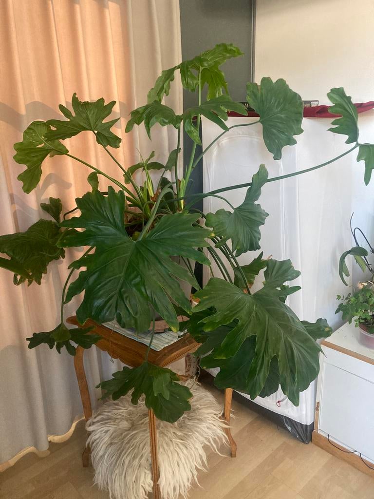 Grote kamerplant Philodendron, Huis en Inrichting, Kamerplanten, Ophalen