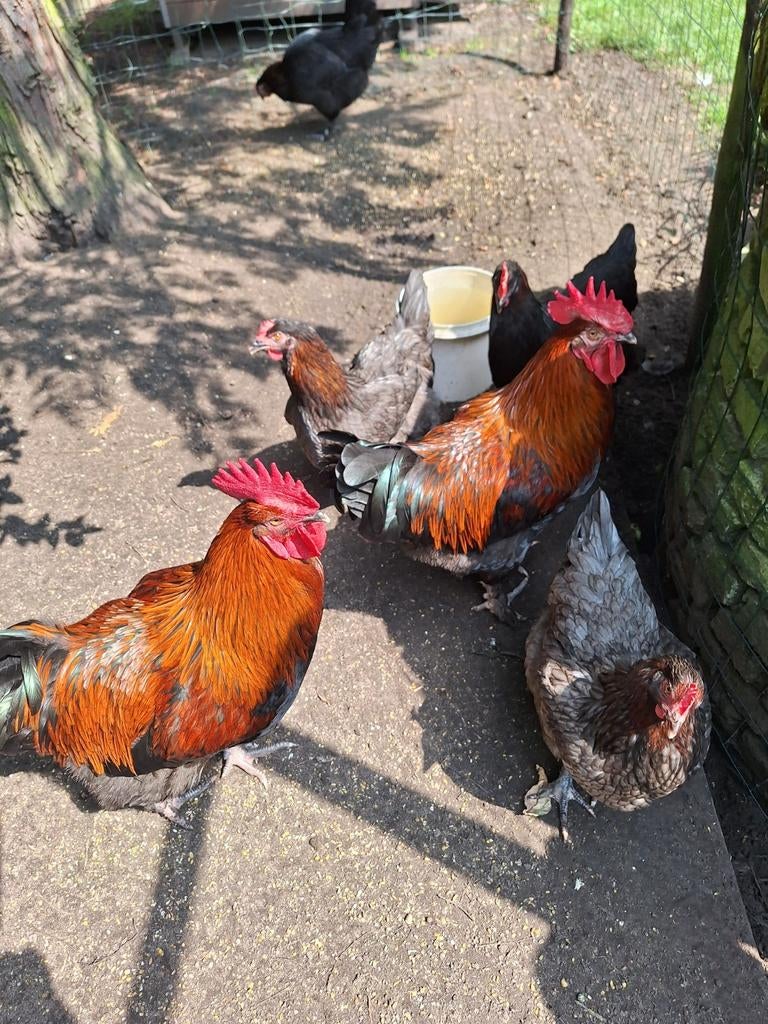 Broed eieren van maranskoper hals