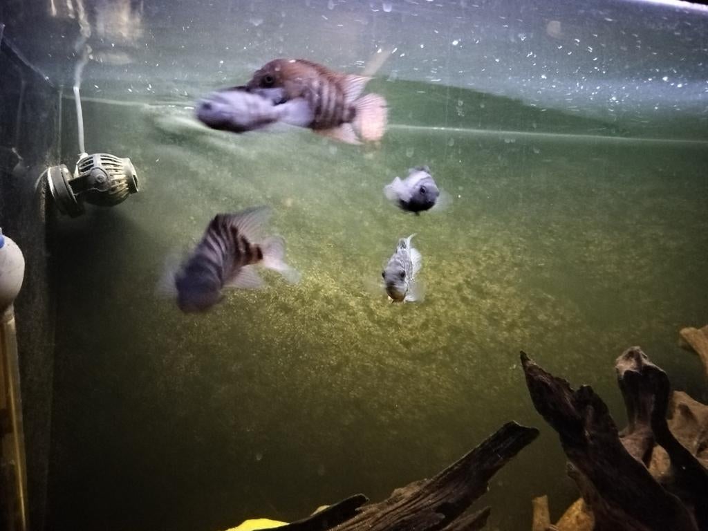 Aquarium met 5 Afrikaanse cicliden ( cicliden) ook aquarium
