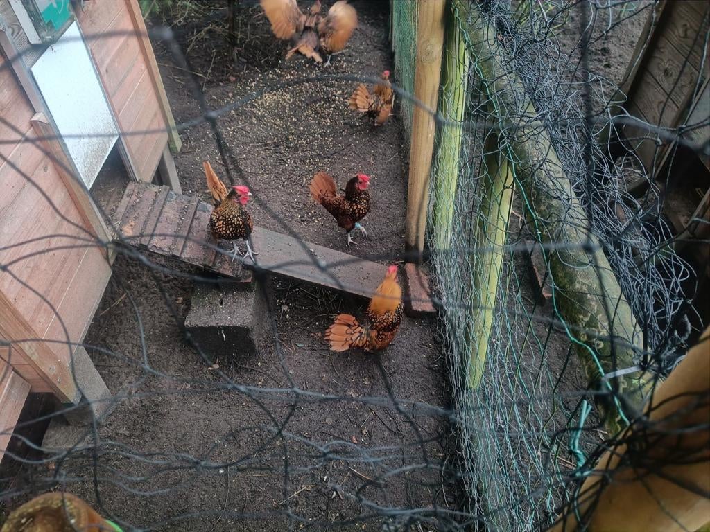 Sebright Haantjes, Animaux & Accessoires, Volatiles